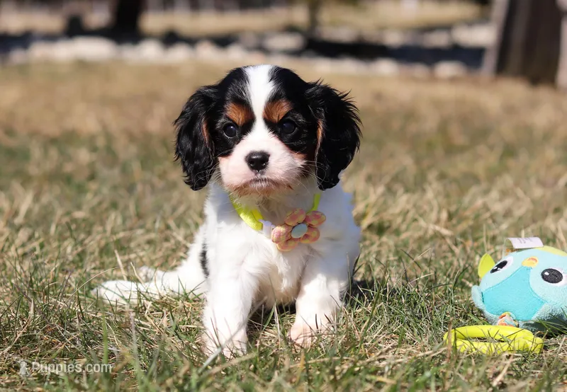 Molly, a female Cavalier King Charles Spaniel for sale in Fredericksburg, OH – Photo 1 of 9