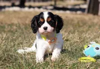 Molly, a female Cavalier King Charles Spaniel for sale in Fredericksburg, OH – Photo 1 of 9