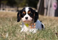 Molly, a female Cavalier King Charles Spaniel for sale in Fredericksburg, OH – Photo 7 of 9