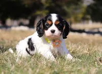 Molly, a female Cavalier King Charles Spaniel for sale in Fredericksburg, OH – Photo 9 of 9