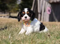 Molly, a female Cavalier King Charles Spaniel for sale in Fredericksburg, OH – Photo 6 of 9