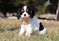 Molly, a female Cavalier King Charles Spaniel for sale in Fredericksburg, OH – Photo 5 of 9