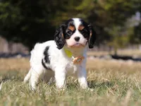 Molly, a female Cavalier King Charles Spaniel for sale in Fredericksburg, OH – Photo 8 of 9