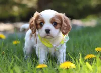 Poppy, a male Cavalier King Charles Spaniel for sale in Fredericksburg, OH – Photo 1 of 8