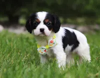 Abby, a female Cavalier King Charles Spaniel for sale in Fredericksburg, OH – Photo 1 of 5