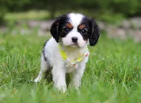 Abby, a female Cavalier King Charles Spaniel for sale in Fredericksburg, OH – Photo 2 of 5