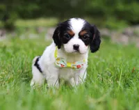 Abby, a female Cavalier King Charles Spaniel for sale in Fredericksburg, OH – Photo 3 of 5