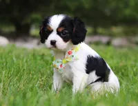 Abby, a female Cavalier King Charles Spaniel for sale in Fredericksburg, OH – Photo 4 of 5