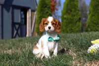 Teddy, a male Cavalier King Charles Spaniel for sale in Fredericksburg, OH – Photo 6 of 9