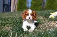 Teddy, a male Cavalier King Charles Spaniel for sale in Fredericksburg, OH – Photo 3 of 9