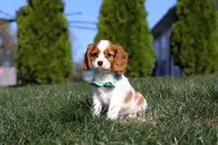 Teddy, a male Cavalier King Charles Spaniel for sale in Fredericksburg, OH – Photo 7 of 9