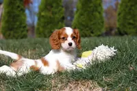 Teddy, a male Cavalier King Charles Spaniel for sale in Fredericksburg, OH – Photo 4 of 9