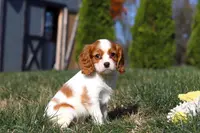 Teddy, a male Cavalier King Charles Spaniel for sale in Fredericksburg, OH – Photo 2 of 9
