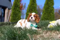 Teddy, a male Cavalier King Charles Spaniel for sale in Fredericksburg, OH – Photo 8 of 9