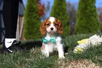 Teddy, a male Cavalier King Charles Spaniel for sale in Fredericksburg, OH – Photo 9 of 9