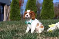 Teddy, a male Cavalier King Charles Spaniel for sale in Fredericksburg, OH – Photo 5 of 9