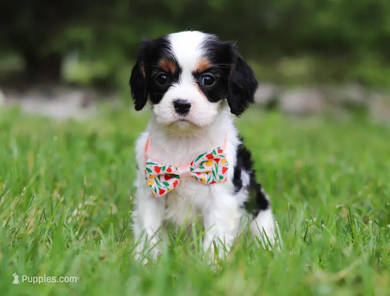 Samantha, a female Cavalier King Charles Spaniel for sale in Fredericksburg, OH – Photo 1 of 5