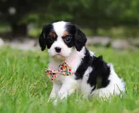 Samantha, a female Cavalier King Charles Spaniel for sale in Fredericksburg, OH – Photo 3 of 5
