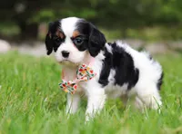 Samantha, a female Cavalier King Charles Spaniel for sale in Fredericksburg, OH – Photo 4 of 5