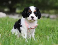 Samantha, a female Cavalier King Charles Spaniel for sale in Fredericksburg, OH – Photo 2 of 5