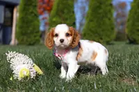 Dakota, a female Cavalier King Charles Spaniel for sale in Fredericksburg, OH – Photo 7 of 9