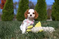 Dakota, a female Cavalier King Charles Spaniel for sale in Fredericksburg, OH – Photo 5 of 9