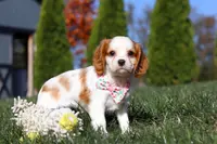 Dakota, a female Cavalier King Charles Spaniel for sale in Fredericksburg, OH – Photo 9 of 9