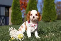 Dakota, a female Cavalier King Charles Spaniel for sale in Fredericksburg, OH – Photo 8 of 9