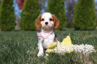 Dakota, a female Cavalier King Charles Spaniel for sale in Fredericksburg, OH – Photo 2 of 9