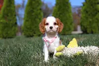 Dakota, a female Cavalier King Charles Spaniel for sale in Fredericksburg, OH – Photo 3 of 9