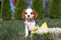 Dakota, a female Cavalier King Charles Spaniel for sale in Fredericksburg, OH – Photo 1 of 9