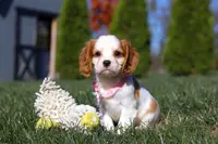 Dakota, a female Cavalier King Charles Spaniel for sale in Fredericksburg, OH – Photo 6 of 9