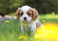 Poppy, a male Cavalier King Charles Spaniel for sale in Fredericksburg, OH – Photo 4 of 8