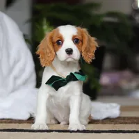 Tucker, a male Cavalier King Charles Spaniel for sale in Fredericksburg, OH – Photo 1 of 8