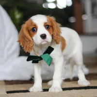 Tucker, a male Cavalier King Charles Spaniel for sale in Fredericksburg, OH – Photo 4 of 8