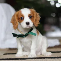 Tucker, a male Cavalier King Charles Spaniel for sale in Fredericksburg, OH – Photo 5 of 8