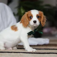 Tucker, a male Cavalier King Charles Spaniel for sale in Fredericksburg, OH – Photo 2 of 8