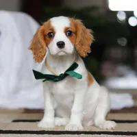 Tucker, a male Cavalier King Charles Spaniel for sale in Fredericksburg, OH – Photo 6 of 8