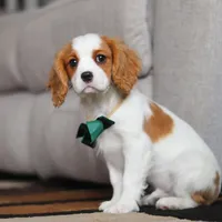 Tucker, a male Cavalier King Charles Spaniel for sale in Fredericksburg, OH – Photo 7 of 8