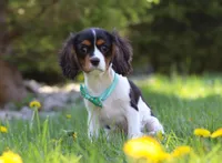 Ike, a male Cavalier King Charles Spaniel for sale in Fredericksburg, OH – Photo 2 of 6