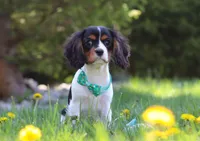 Ike, a male Cavalier King Charles Spaniel for sale in Fredericksburg, OH – Photo 4 of 6