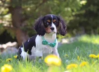 Ike, a male Cavalier King Charles Spaniel for sale in Fredericksburg, OH – Photo 3 of 6
