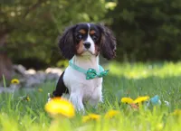 Ike, a male Cavalier King Charles Spaniel for sale in Fredericksburg, OH – Photo 5 of 6