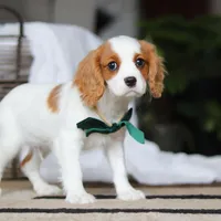 Tucker, a male Cavalier King Charles Spaniel for sale in Fredericksburg, OH – Photo 8 of 8