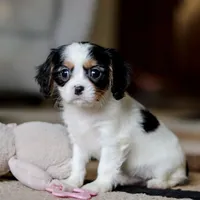 Charles, a male Cavalier King Charles Spaniel for sale in Fredericksburg, OH – Photo 2 of 7