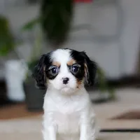 Charles, a male Cavalier King Charles Spaniel for sale in Fredericksburg, OH – Photo 6 of 7
