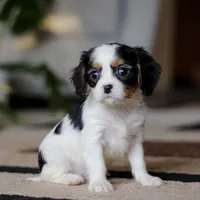 Charles, a male Cavalier King Charles Spaniel for sale in Fredericksburg, OH – Photo 7 of 7