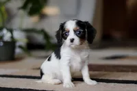 Charles, a male Cavalier King Charles Spaniel for sale in Fredericksburg, OH – Photo 7 of 7