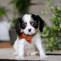 Charles, a male Cavalier King Charles Spaniel for sale in Fredericksburg, OH – Photo 3 of 7