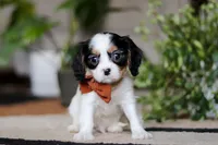 Charles, a male Cavalier King Charles Spaniel for sale in Fredericksburg, OH – Photo 3 of 7